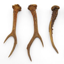 Deer antlers 3 pairs of antlers L 17-21 cm Horns Deer antlers Antler 14.3.138