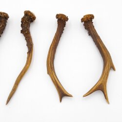 Deer antlers 3 pairs of antlers L 17-21 cm Horns Deer antlers Antler 14.3.138