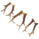 Deer antlers 3 pairs of antlers L 17-20 cm Horns Deer...