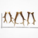 Deer antlers 3 pairs of antlers L 17-20 cm Horns Deer...