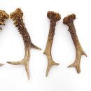 Deer antlers 3 pairs of antlers L 17-20 cm Horns Deer antlers Antler 14.3.140