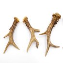 Deer antlers 3 pairs of antlers L 17-20 cm Horns Deer antlers Antler 14.3.140