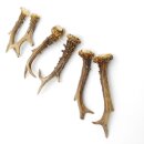 Deer antlers 3 pairs of antlers L 17-20 cm Horns Deer antlers Antler 14.3.140