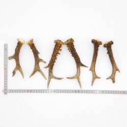 Deer antlers 3 pairs of antlers L 17-20 cm Horns Deer antlers Antler 14.3.140