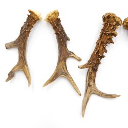 Deer antlers 3 pairs of antlers L 17-20 cm Horns Deer antlers Antler 14.3.140