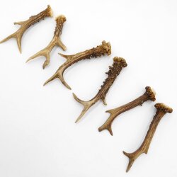 Deer antlers 3 pairs of antlers L 17-20 cm Horns Deer antlers Antler 14.3.140
