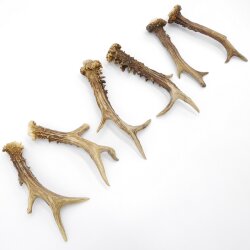 Deer antlers 3 pairs of antlers L 17-20 cm Horns Deer antlers Antler 14.3.140
