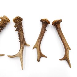 Deer antlers 3 pairs of antlers L 17-20 cm Horns Deer antlers Antler 14.3.140