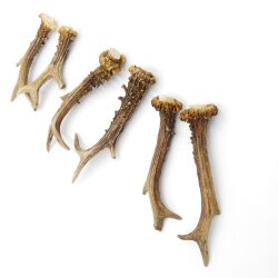 Deer antlers 3 pairs of antlers L 17-20 cm Horns Deer antlers Antler 14.3.140