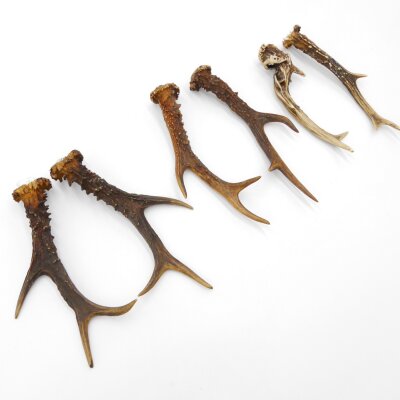 Reehoorns 3 paar hoorns L 17-22 cm voor hobbyisten Hoorns Reehoorns Gewei Hoorn 14.3.142