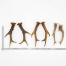 Deer antlers 3 pairs of antlers L 17-22 cm for hobbyists...