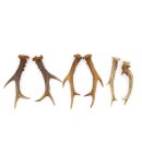 Reehoorns 3 paar hoorns L 17-22 cm voor hobbyisten Hoorns Reehoorns Gewei Hoorn 14.3.142