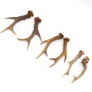 Reehoorns 3 paar hoorns L 17-22 cm voor hobbyisten Hoorns Reehoorns Gewei Hoorn 14.3.142