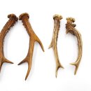 Reehoorns 3 paar hoorns L 17-22 cm voor hobbyisten Hoorns Reehoorns Gewei Hoorn 14.3.142