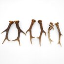 Reehoorns 3 paar hoorns L 17-22 cm voor hobbyisten Hoorns Reehoorns Gewei Hoorn 14.3.142