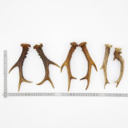 Reehoorns 3 paar hoorns L 17-22 cm voor hobbyisten Hoorns Reehoorns Gewei Hoorn 14.3.142