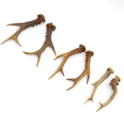 Reehoorns 3 paar hoorns L 17-22 cm voor hobbyisten Hoorns Reehoorns Gewei Hoorn 14.3.142