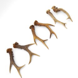 Reehoorns 3 paar hoorns L 17-22 cm voor hobbyisten Hoorns Reehoorns Gewei Hoorn 14.3.142