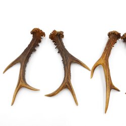 Reehoorns 3 paar hoorns L 17-22 cm voor hobbyisten Hoorns Reehoorns Gewei Hoorn 14.3.142