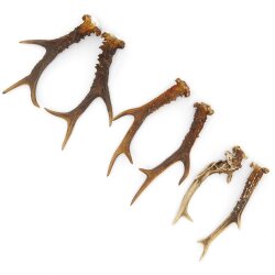 Reehoorns 3 paar hoorns L 17-22 cm voor hobbyisten Hoorns Reehoorns Gewei Hoorn 14.3.142