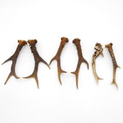 Reehoorns 3 paar hoorns L 17-22 cm voor hobbyisten Hoorns Reehoorns Gewei Hoorn 14.3.142