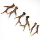 Deer antlers 3 pairs of antlers L 17-22 cm Horns Deer...