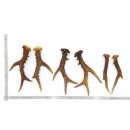 Deer antlers 3 pairs of antlers L 17-22 cm Horns Deer...