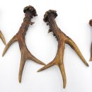 Rehstangen 3 Paar Stangen L 17-22 cm Gehörne Rehgeweihe Geweih Stange 14.3.144
