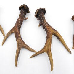 Rehstangen 3 Paar Stangen L 17-22 cm Gehörne Rehgeweihe Geweih Stange 14.3.144