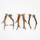 Deer antlers 3 pairs of antlers L 18-20 cm Horns Deer...