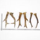 Deer antlers 3 pairs of antlers L 18-20 cm Horns Deer...