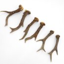 Deer antlers 3 pairs of antlers L 18-19 cm Horns Deer...