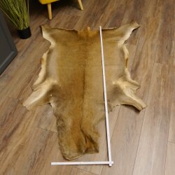 Rothirsch Fell Länge 165 cm Hirsch Hirschfell Vorleger Deko 87.3.32