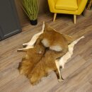 Mouflon fur rug, length 123 cm, male, B grade 87.17.9
