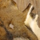 Mouflon fur rug, length 123 cm, male, B grade 87.17.9