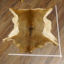 Mufflon Fell Vorleger Länge 94 cm weiblich B Ware 87.17.14