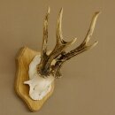 Rehgeweih abnormer Rehbock Reh Geweih Bock Gehörn Trophäenschild 607.147
