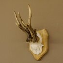 Rehgeweih abnormer Rehbock Reh Geweih Bock Gehörn Trophäenschild 607.147