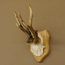 Rehgeweih abnormer Rehbock Reh Geweih Bock Gehörn Trophäenschild 607.147