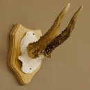Rehgeweih abnormer Rehbock Reh Geweih Bock Gehörn Trophäenschild 607.148
