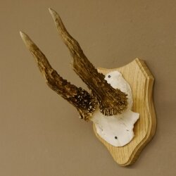 Rehgeweih abnormer Rehbock Reh Geweih Bock Gehörn Trophäenschild 607.148