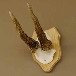 Rehgeweih abnormer Rehbock Reh Geweih Bock Gehörn Trophäenschild 607.148