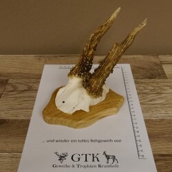 Rehgeweih abnormer Rehbock Reh Geweih Bock Gehörn Trophäenschild 607.148