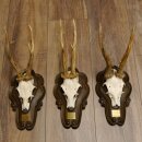 Corna di capriolo 3 pezzi Caprioli Corna di capriolo Trofei 22.1285