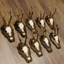 Corna di capriolo 9 pezzi Caprioli Corna di capriolo Trofei 22.1291