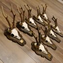 Corna di capriolo 9 pezzi Caprioli Corna di capriolo Trofei 22.1291