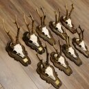 Corna di capriolo 9 pezzi Caprioli Corna di capriolo Trofei 22.1291