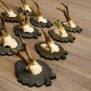 Reehoorns 11 stuks reebokken Reebokkenhoorns Trofeeënborden 22.1296