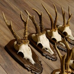 Rehgeweihe 7 Stück Rehböcke Reh Bock Geweihe Trophäenschilder 22.1298