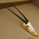 Oryx (Oryx gazella) Hoornlengte 80,5 cm Antilope...